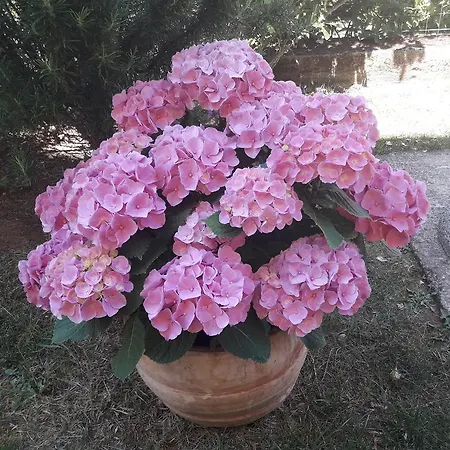 Manuela Daire Pula