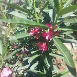 Manuela * Πούλα