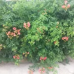Διαμέρισμα Manuela