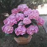 Manuela Διαμέρισμα Πούλα